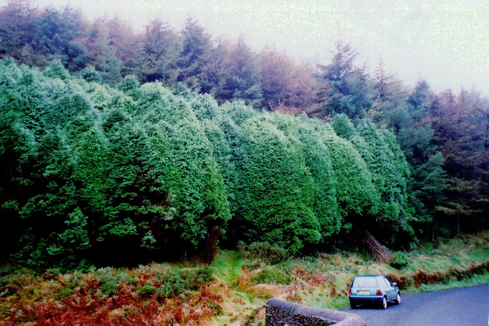 A small blue hatchback parked beside a stone wall on a quiet road below a dense plantation of conifers