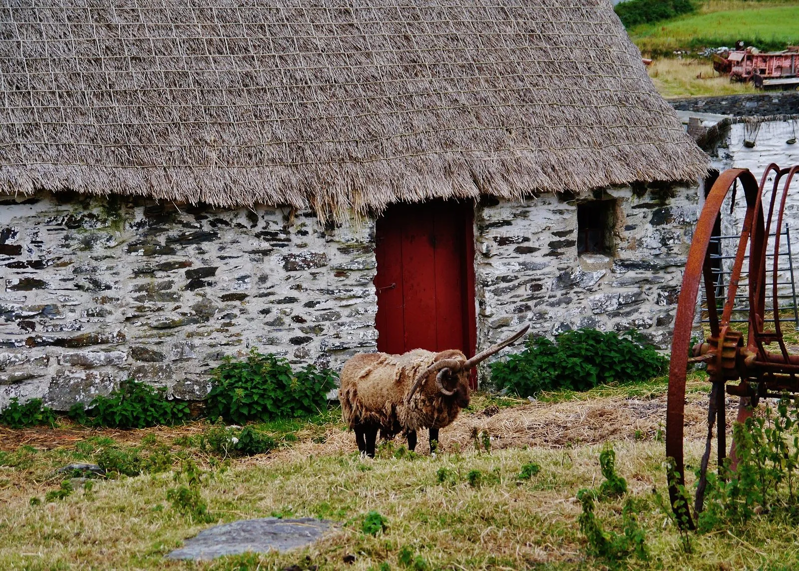 A four-horned Manx Loaghtan ram standing on the grass in front of a thatched stone cottage with a red door at Cregneash, with a rusty old farm wheel beside it