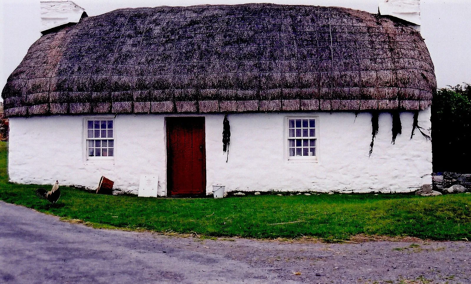 A long whitewashed crofter’s cottage with a heavy thatched roof, a red door and small paned windows, beside a lane in Cregneash
