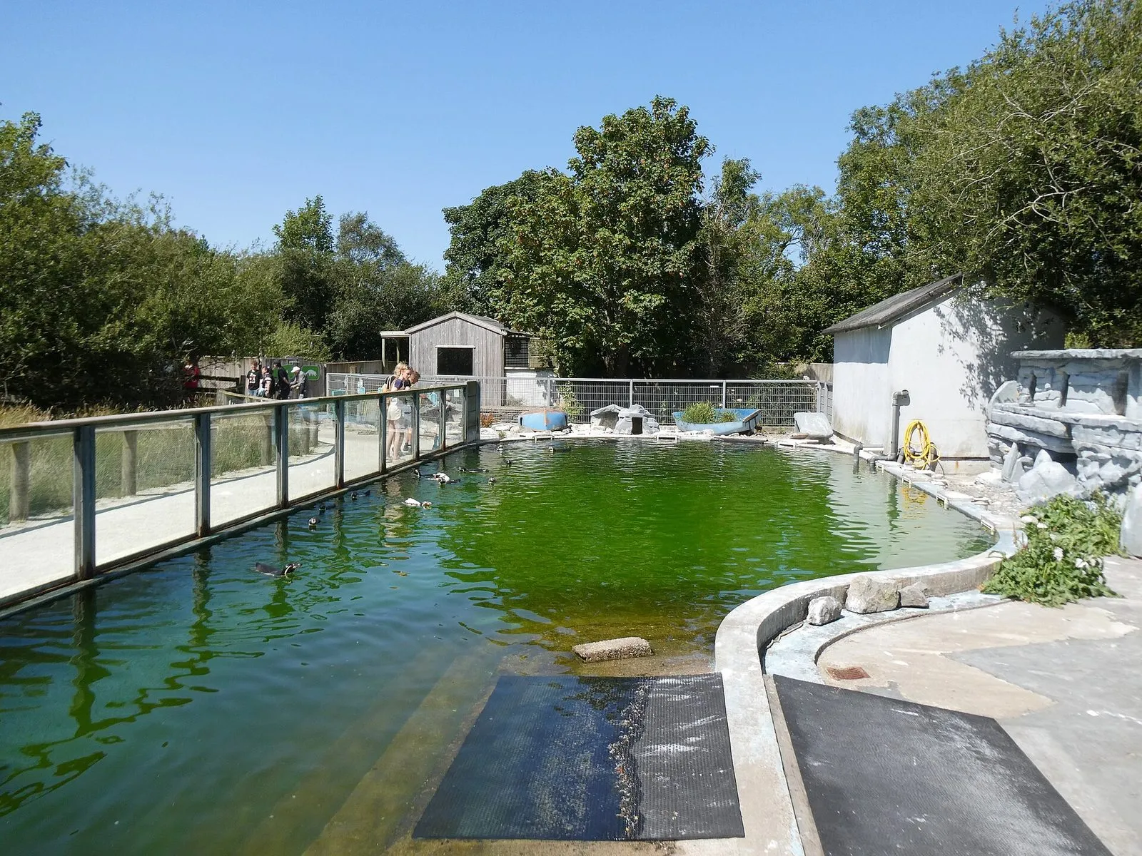 The penguin pool at Curraghs Wildlife Park, with Humboldt penguins swimming in green water beside a glass-panelled walkway