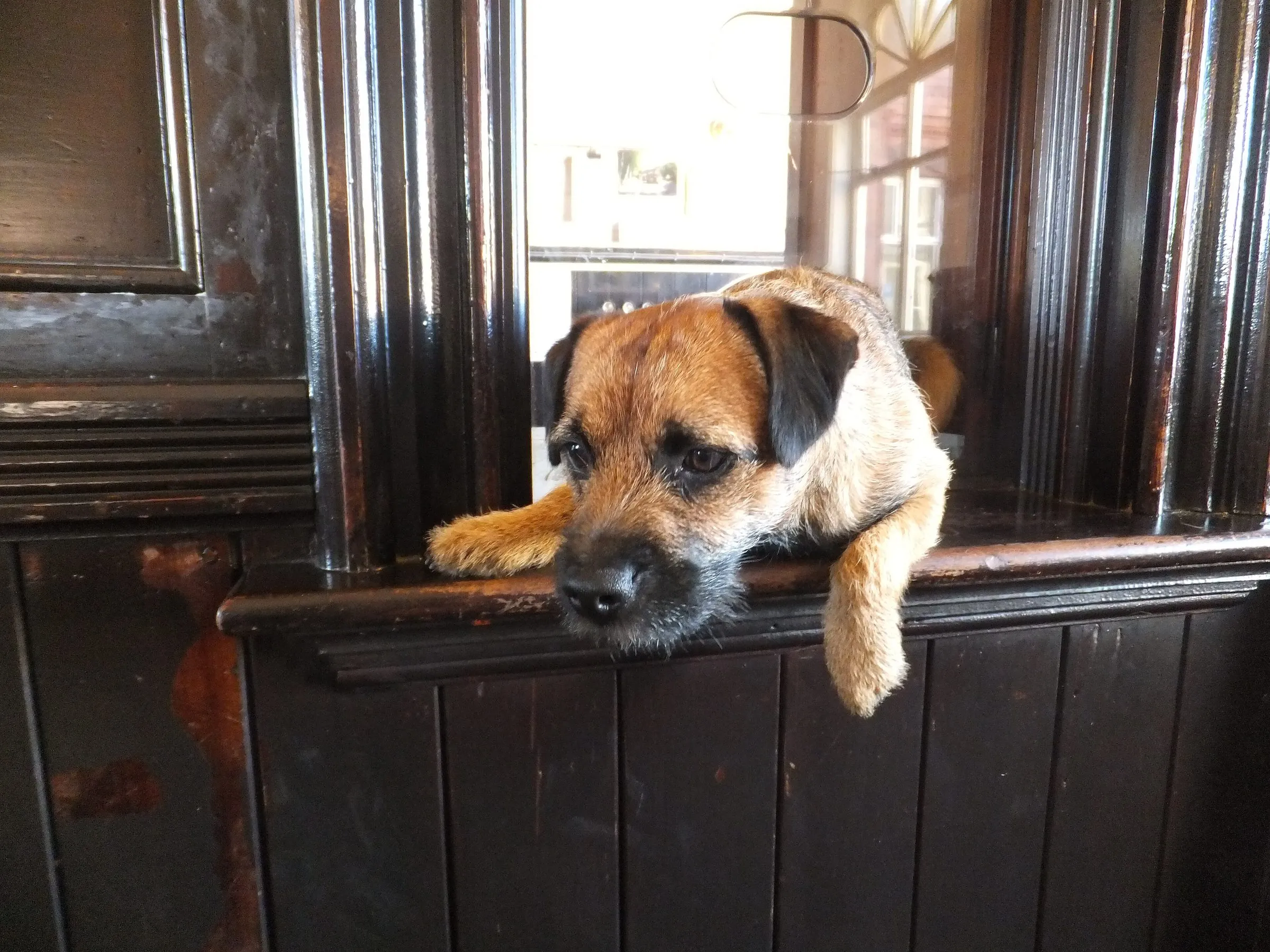A border terrier resting its chin on the wooden ledge of the ticket window at Port Erin railway station, one paw hanging over the edge