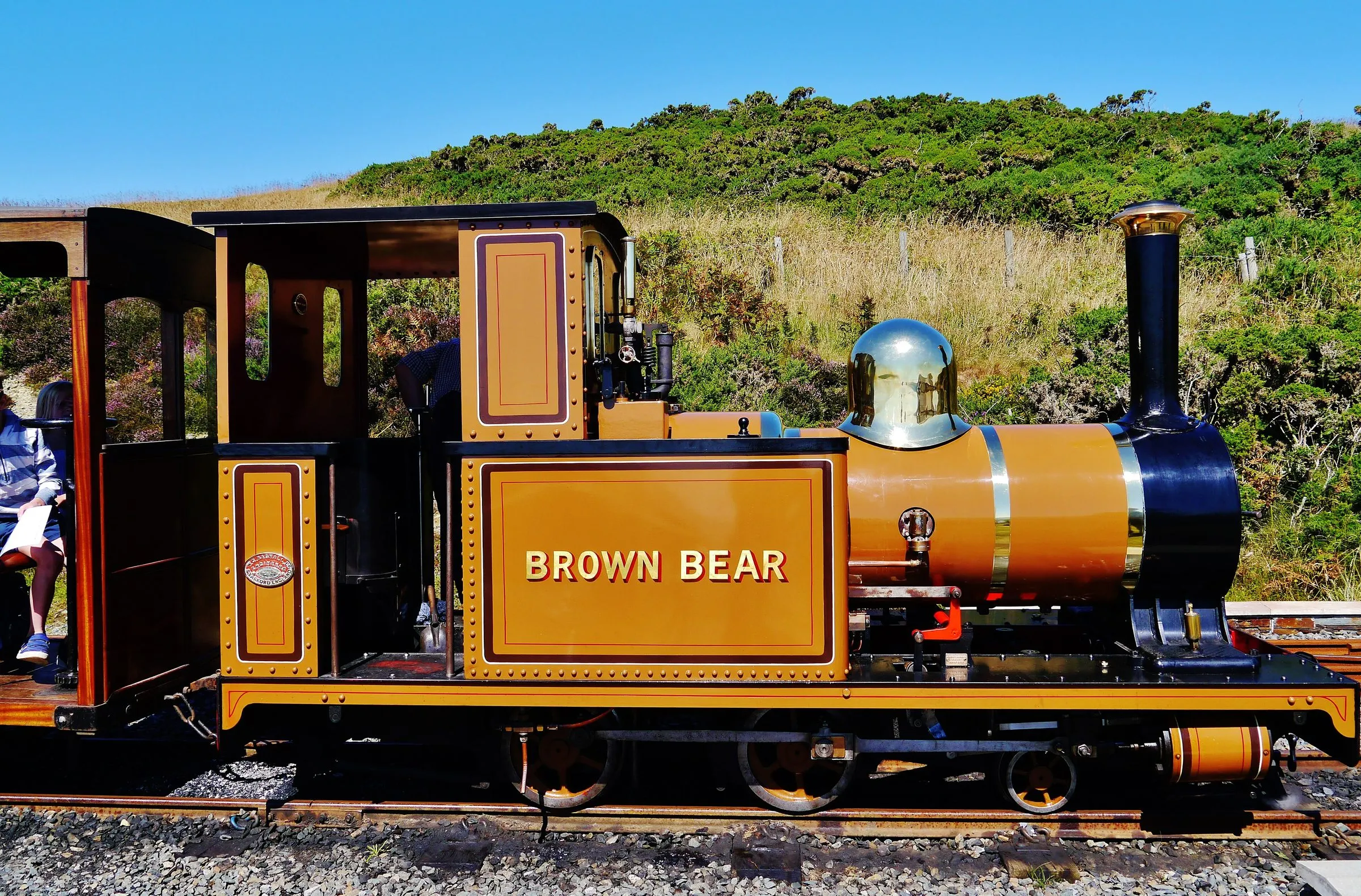 The small ochre steam locomotive Brown Bear on the Groudle Glen Railway, with gorse and heather on the bank behind under a blue sky