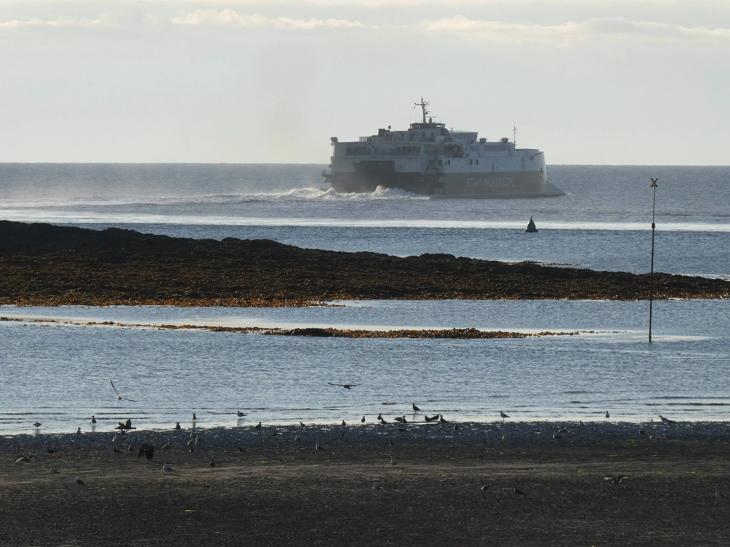 The fast craft Manannan throwing up spray as she heads out of Douglas Bay, seen across rocks and a gull-covered beach at low tide
