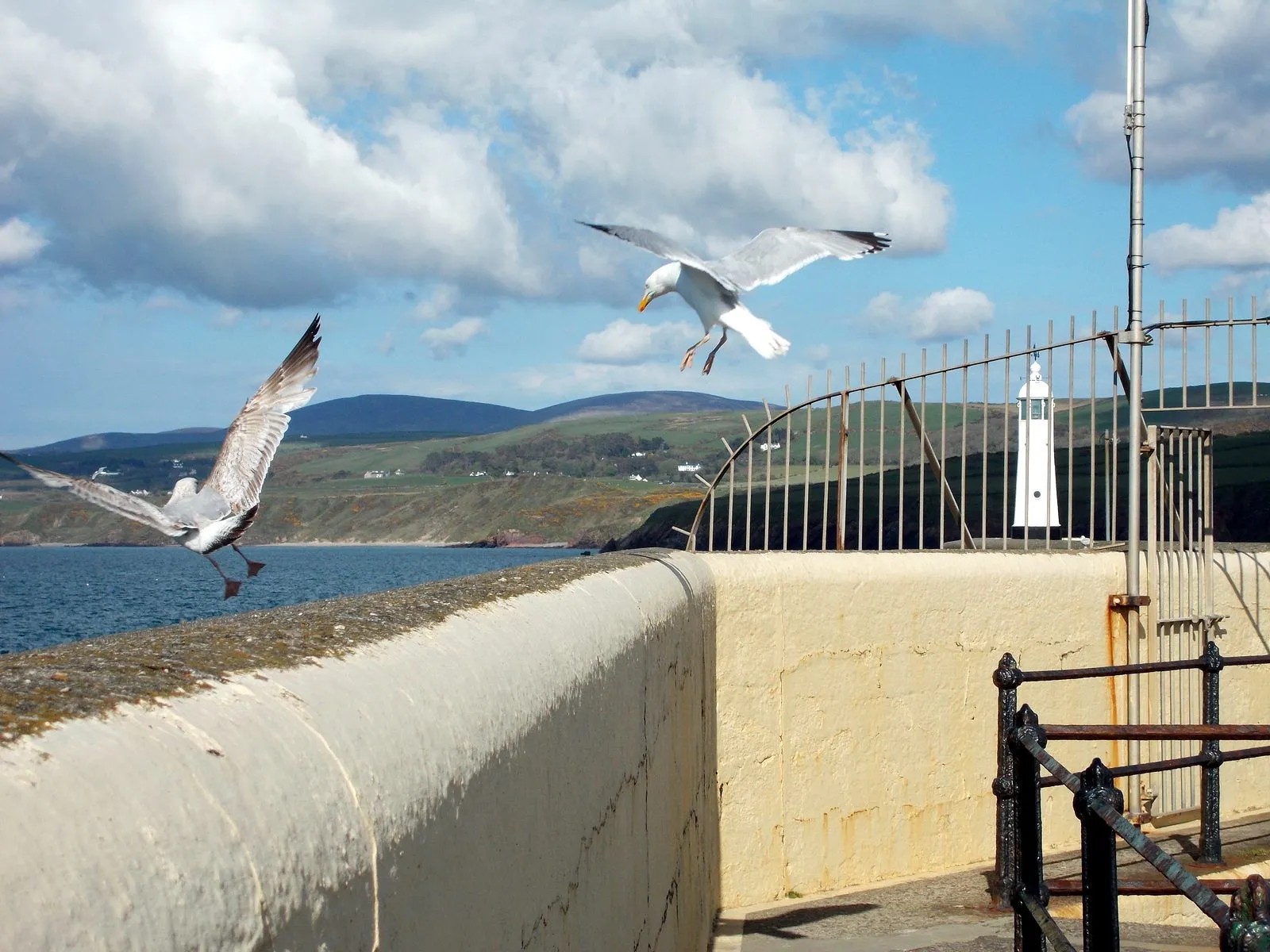 Seagulls taking off from the white wall of Peel breakwater, with the small lighthouse and the green west-coast hills behind
