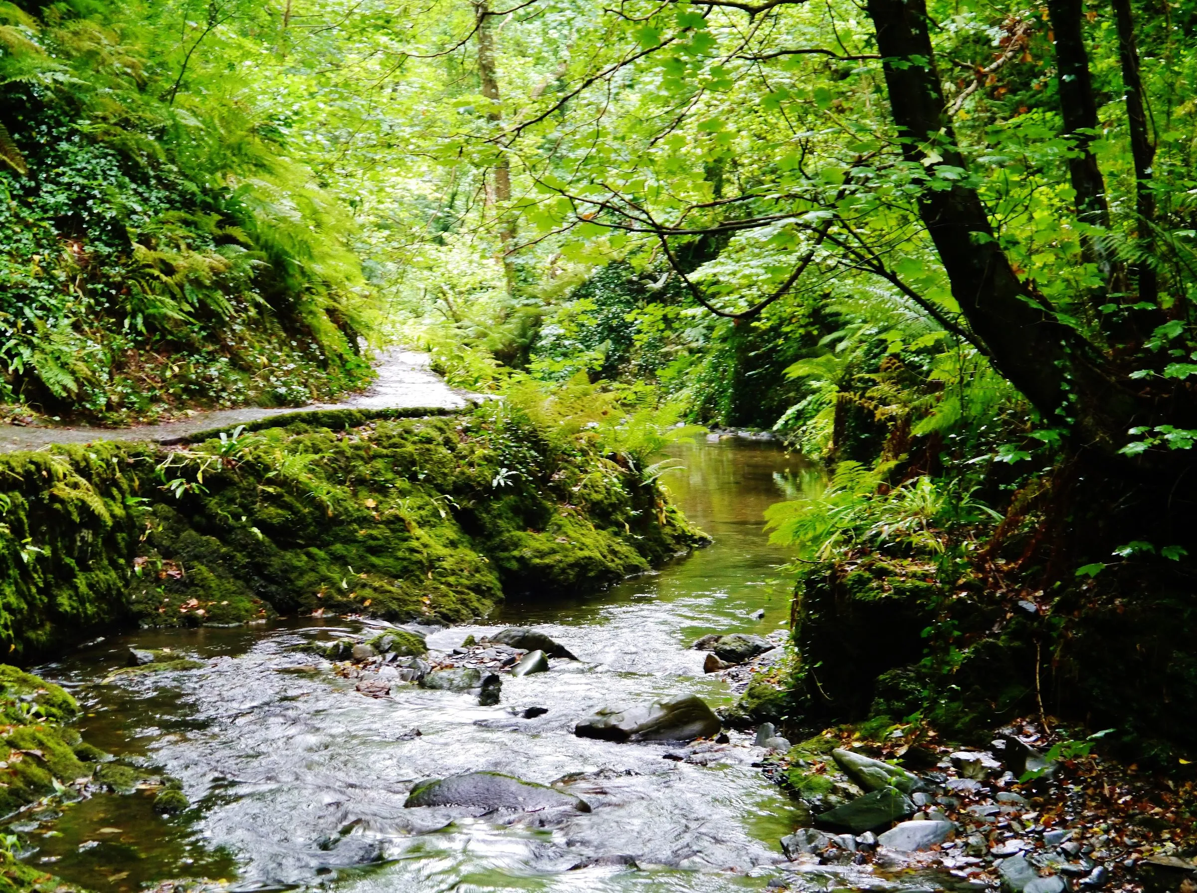 A shallow river running over stones through Glen Maye, between mossy banks, ferns and a path under the trees