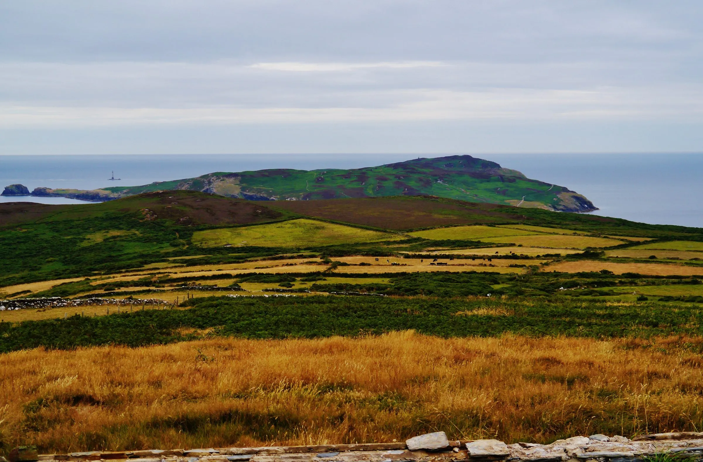 The Calf of Man rising out of the sea beyond heather, stone walls and small fields on the headland near Cregneash