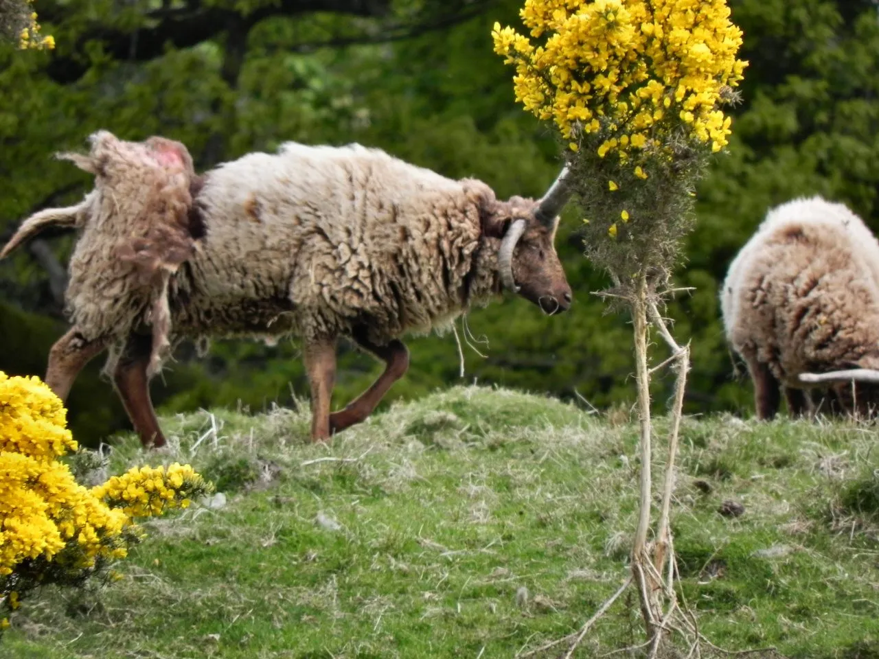 A shaggy Manx Loaghtan sheep with curled horns walking past a flowering gorse bush on a grassy bank