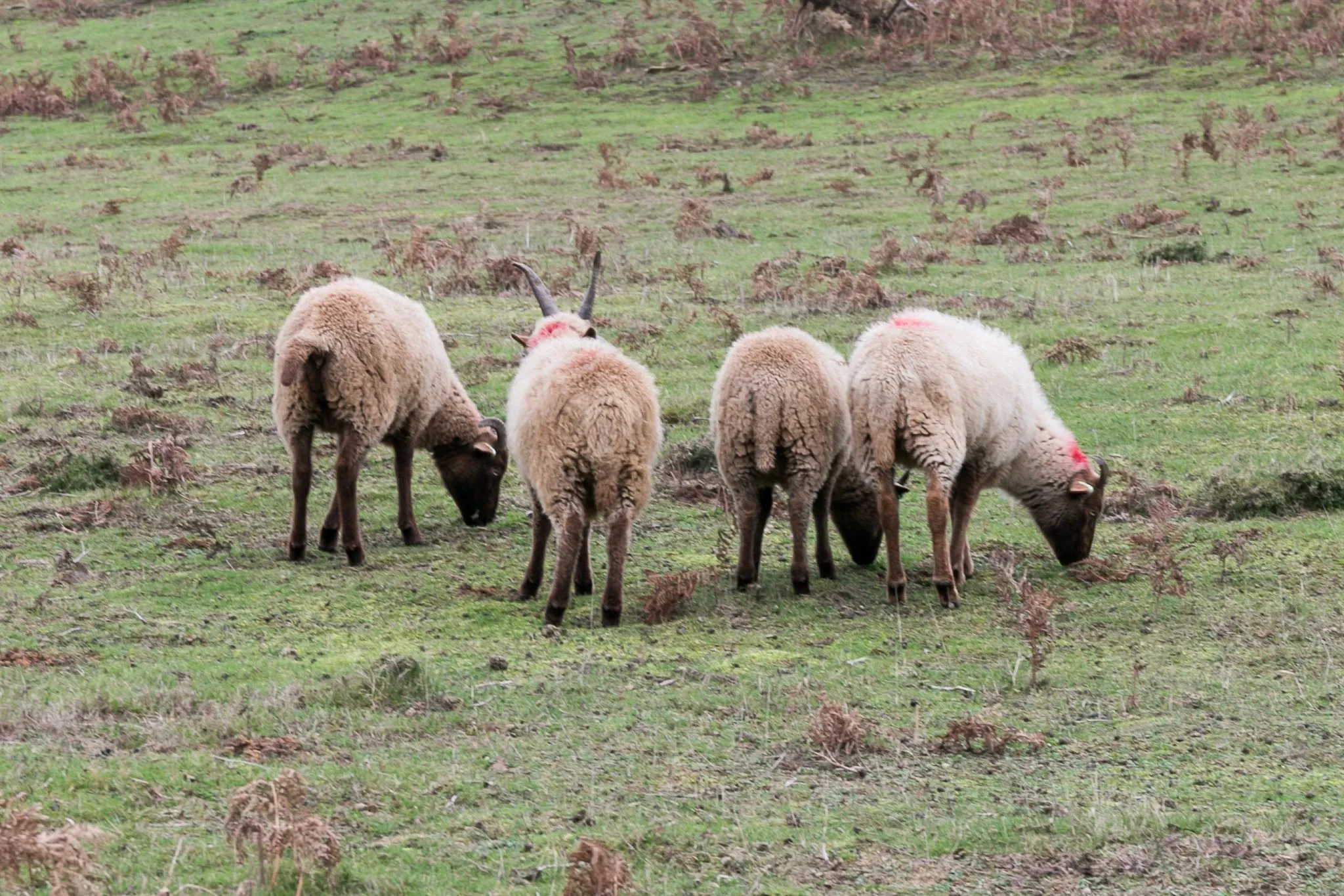 Four brown-fleeced Manx Loaghtan sheep with dark faces grazing on rough grass and bracken, one showing its curled horns