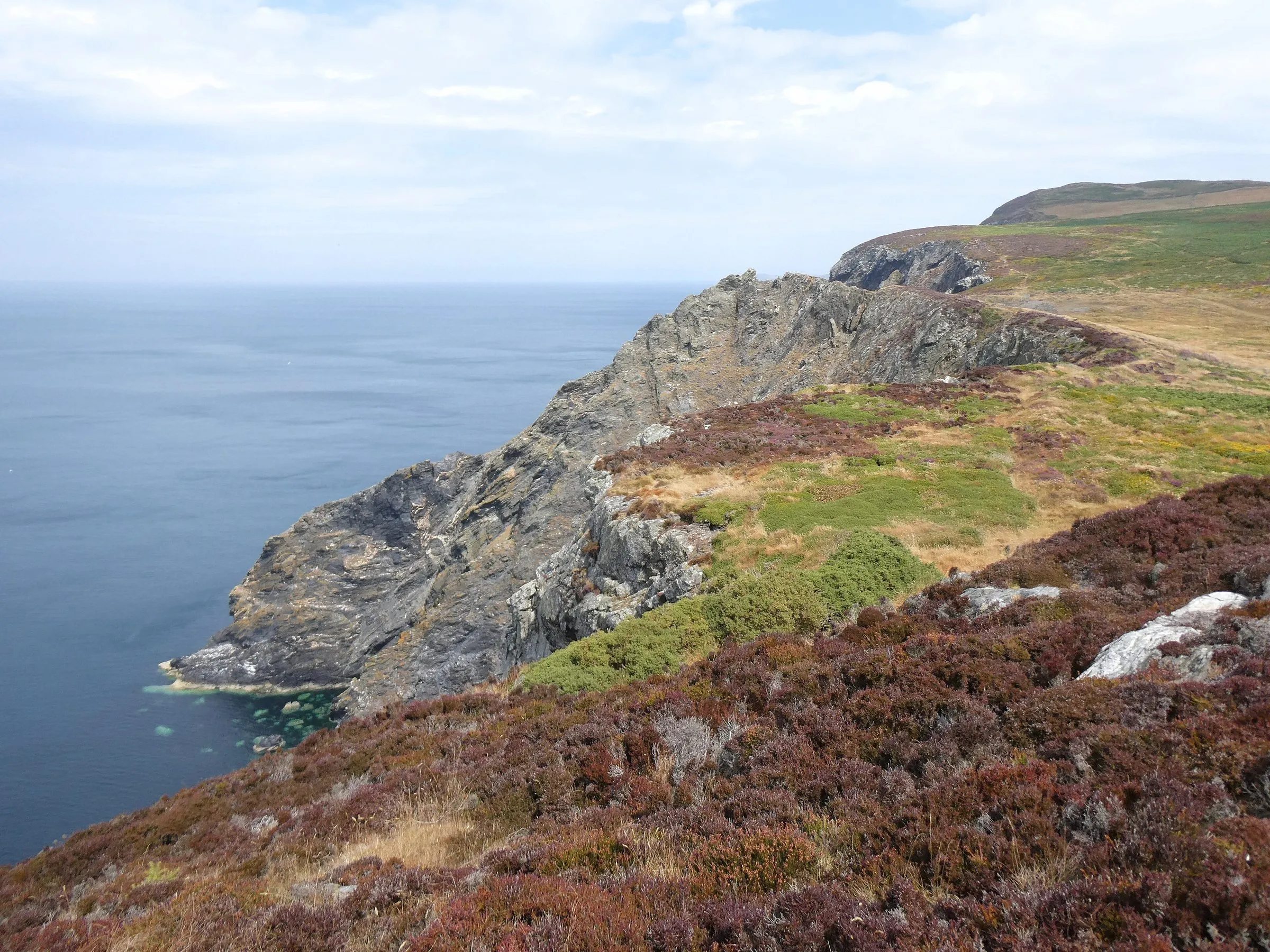 Grey sea cliffs on Bradda Head dropping into a calm blue sea, with purple heather and green gorse on the headland in the foreground