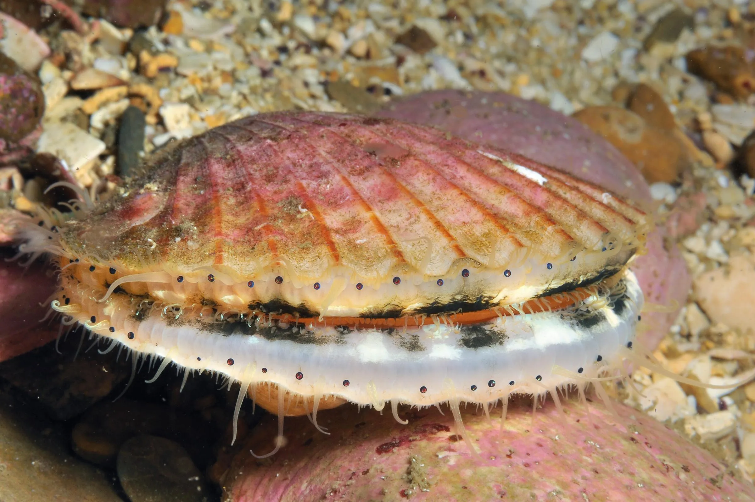 A live queen scallop resting on gravel on the seabed, its pink ribbed shell slightly open to show a row of tiny blue eyes