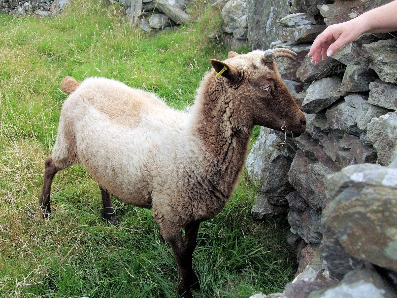A brown and cream Manx Loaghtan sheep with curled horns standing by a dry-stone wall on rough grass