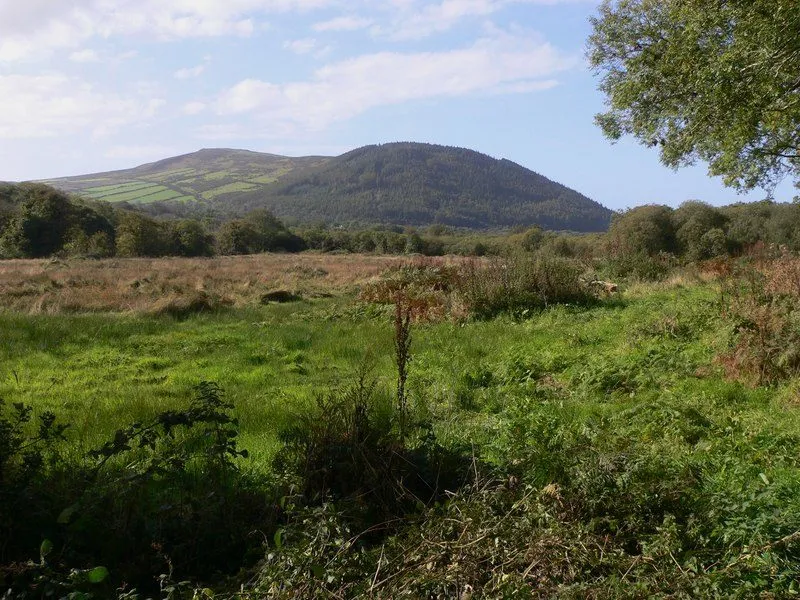 A rough green field in the foreground with a line of trees behind and the dark wooded dome of Slieau Whallian rising against a blue sky