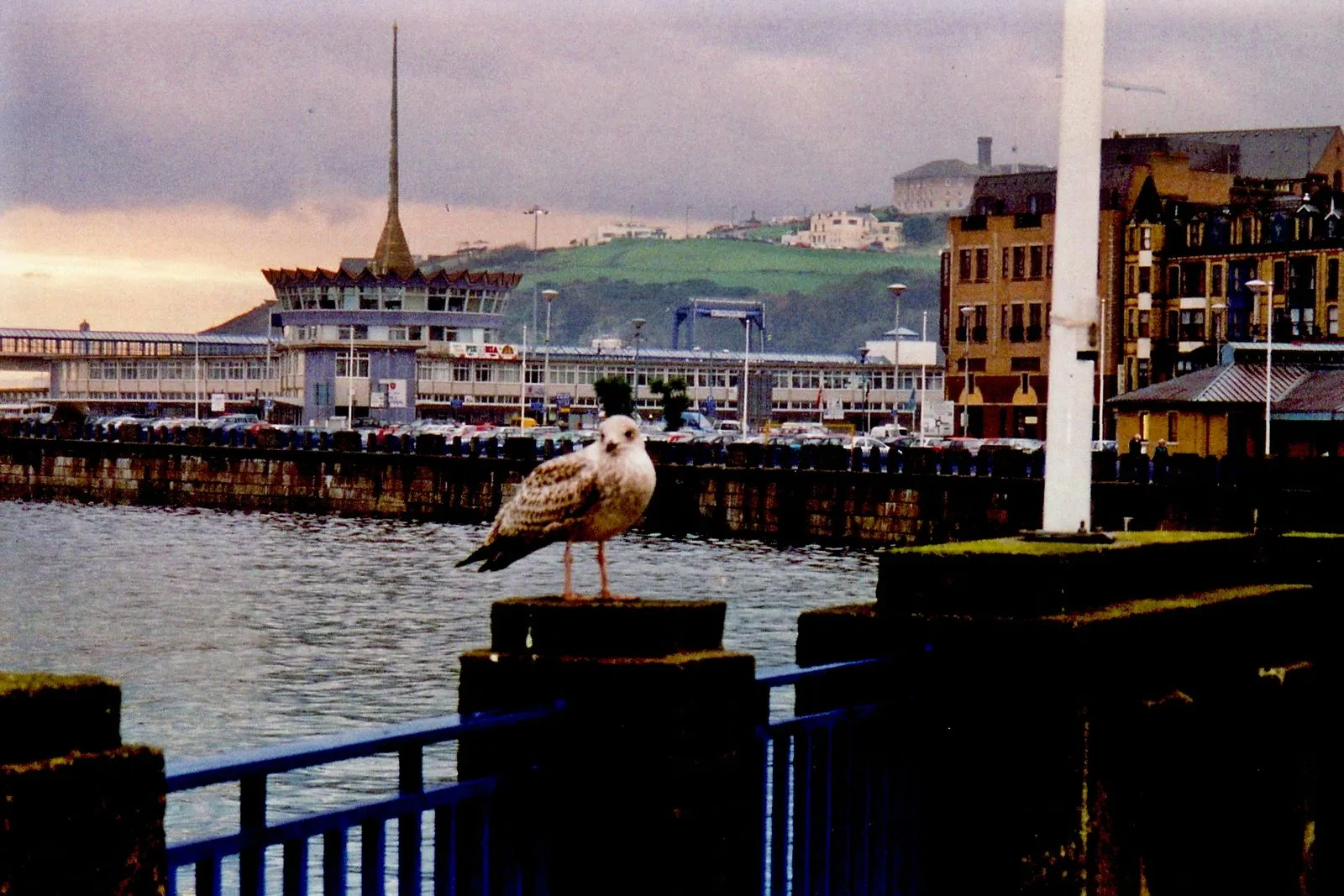 The Douglas Sea Terminal with its tall spire, seen across the harbour with a young gull on a post in the foreground