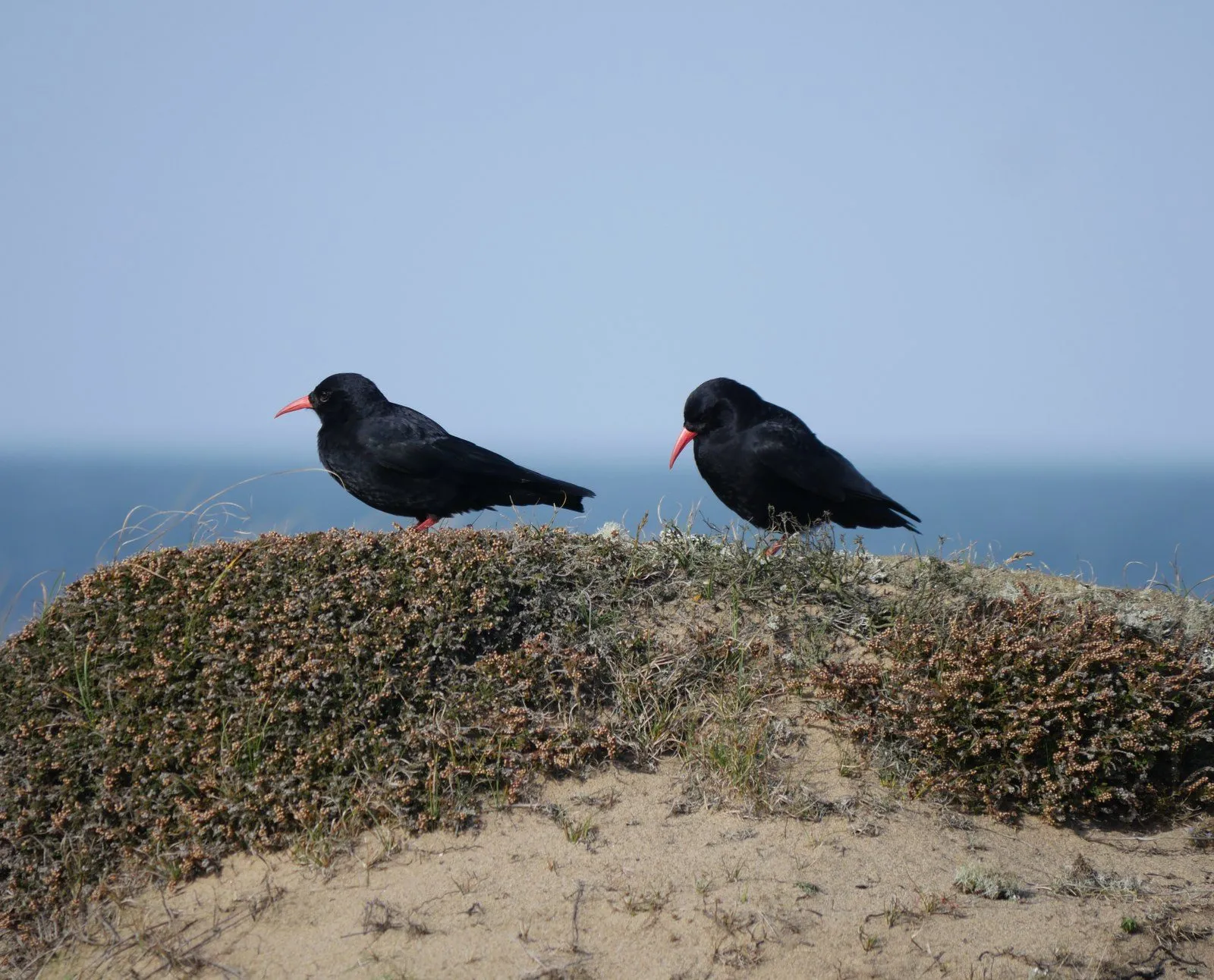 Two choughs with bright red bills standing on a heather-covered dune at the Point of Ayre, with the sea behind
