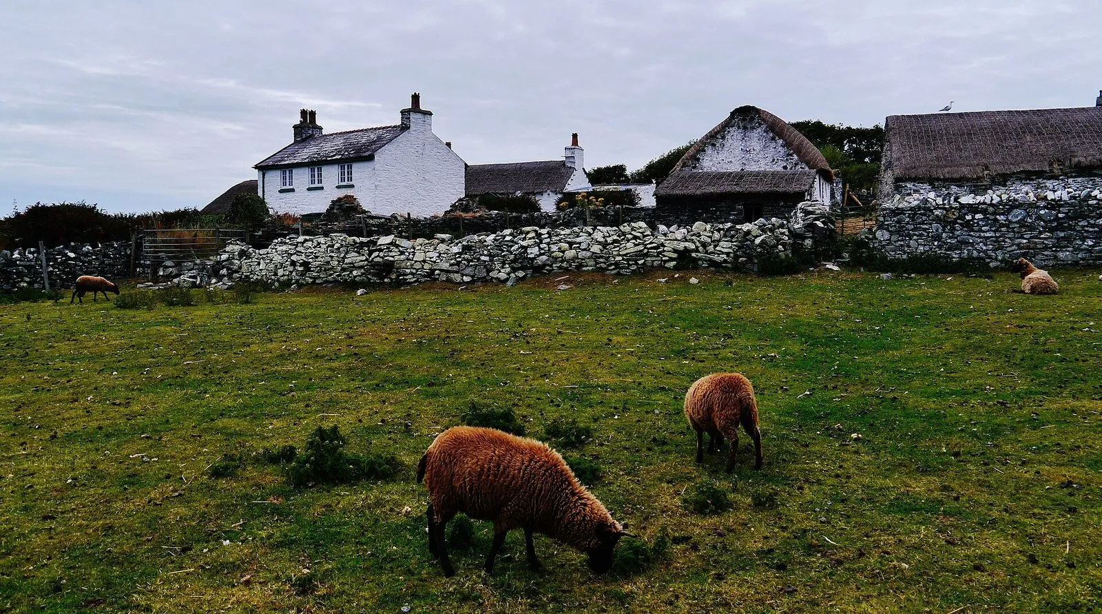 Brown Manx Loaghtan sheep grazing in a field in front of whitewashed and thatched cottages at Cregneash