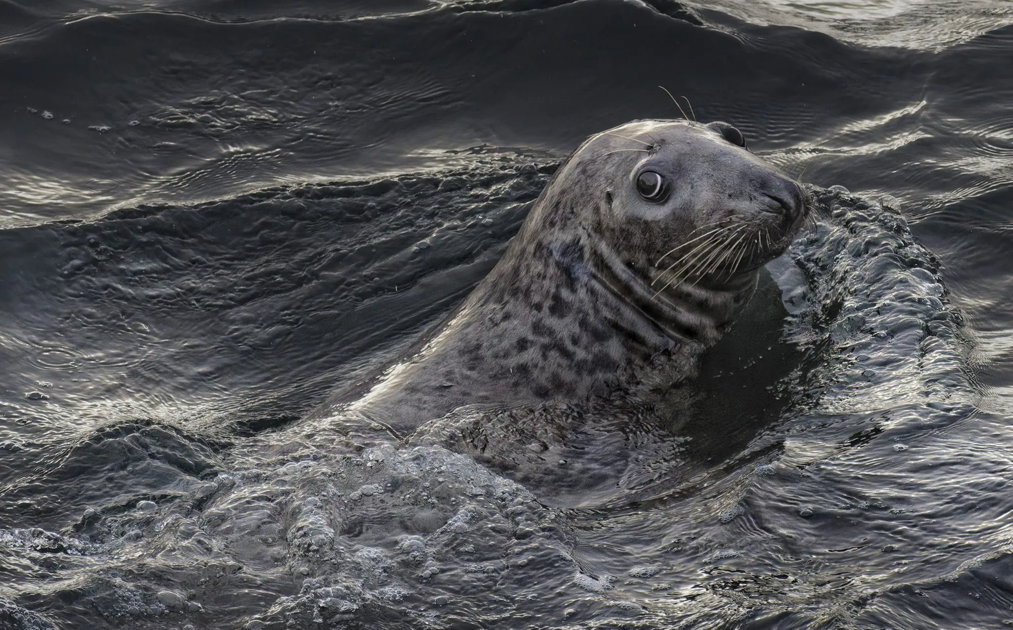 A grey seal with its head and shoulders out of dark, rippling water in Calf Sound, looking towards the camera