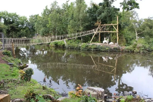 Two pelicans on a small island in a lake at Curraghs Wildlife Park, with a rope bridge crossing the water